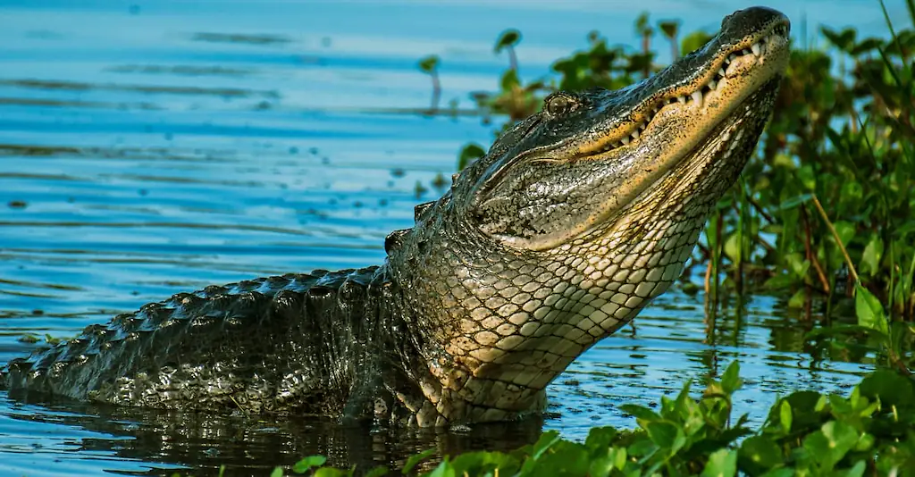 An image of a gator. 