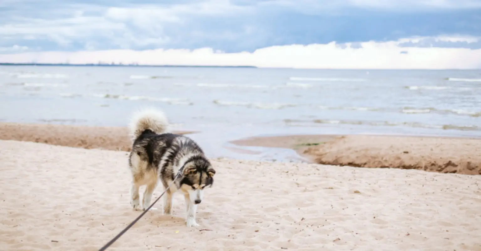Golf legend's innocent beach snap with dog is flooded with NSFW comments