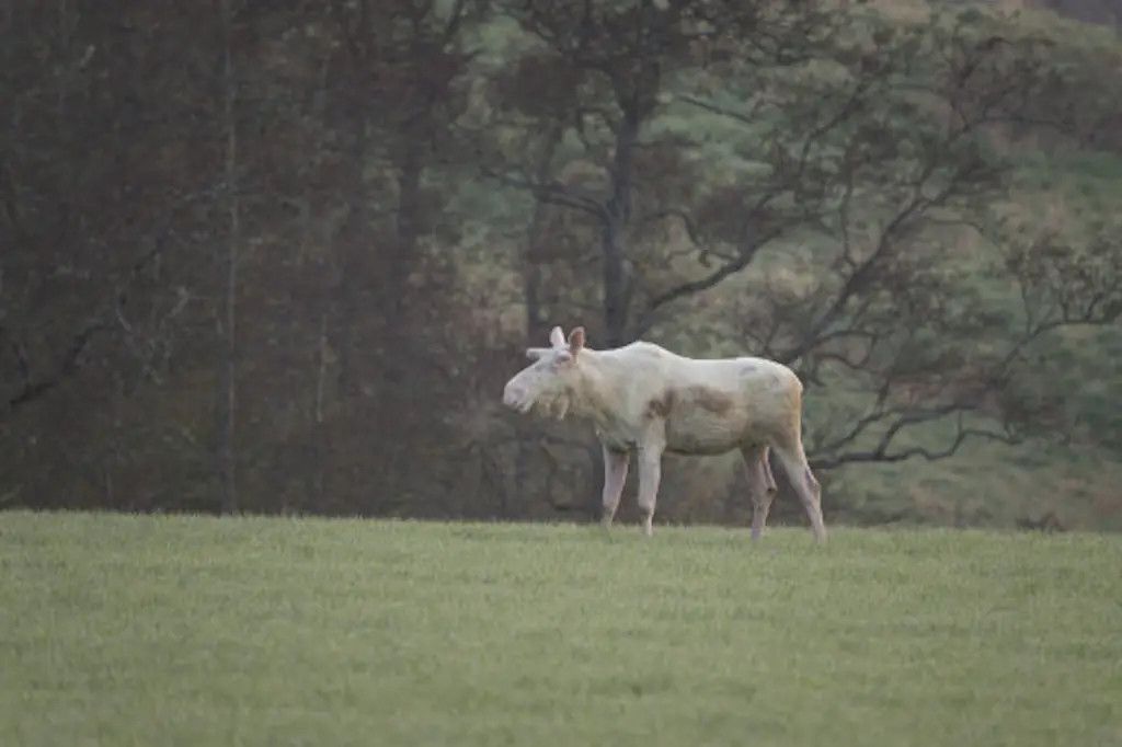 Munkedal 2018-05-08<br />[[imagecaption|| A white moose is seen in the dawn near Munkedal, West Sweden. The photographer Ingemar Pettersson has followed this white moose for nearly a decade. The animal is not Albino bout have a genetical variation called leucism. Foto: Ingemar Pettersson / TT / kod