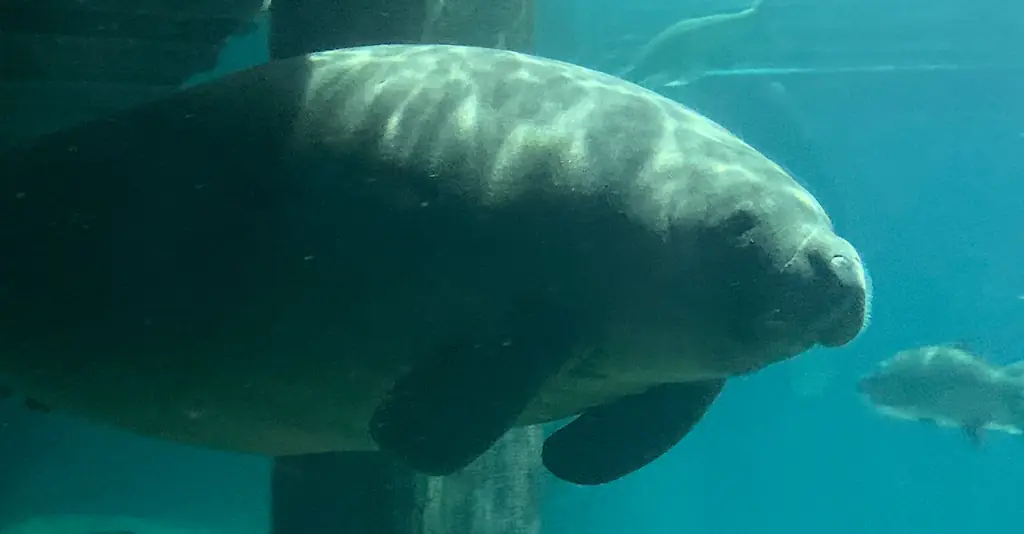 An image of a manatee.