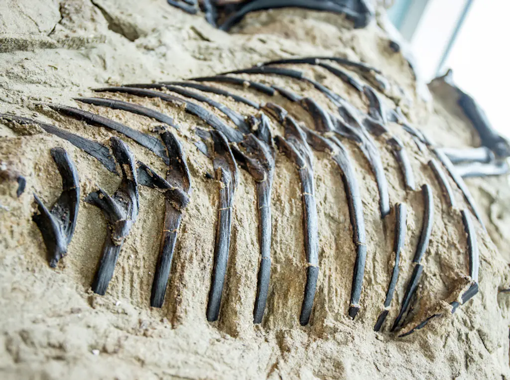 Dinosaur bones.