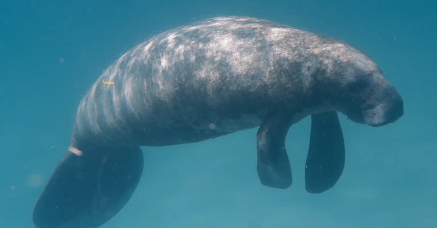 Florida man spots giant manatee in his flooded front yard following Storm Eta