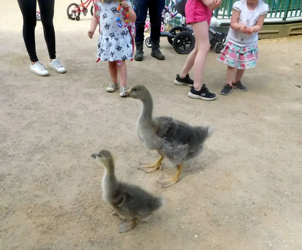 Sven Kirby, 34, takes his pet geese Beep Beep and Norbert everywhere. 