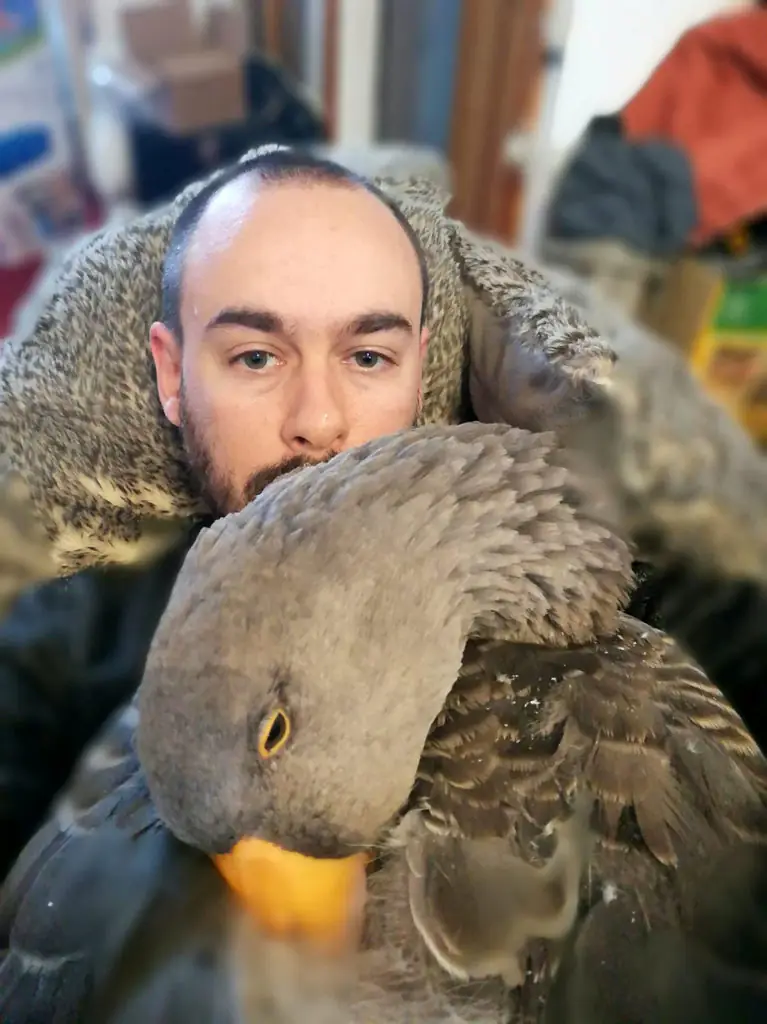 Sven Kirby, 34, takes his pet geese Beep Beep and Norbert everywhere. 