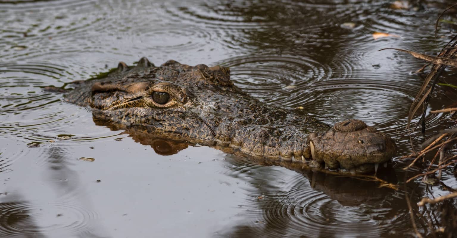 An image of an alligator. 