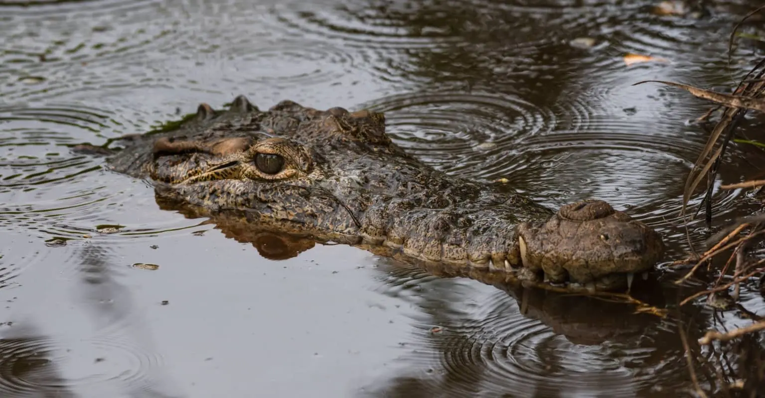 An image of an alligator. 