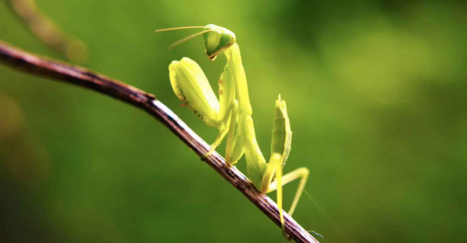 Alien-like tentacles burst out of dead praying mantis is stomach-churning video