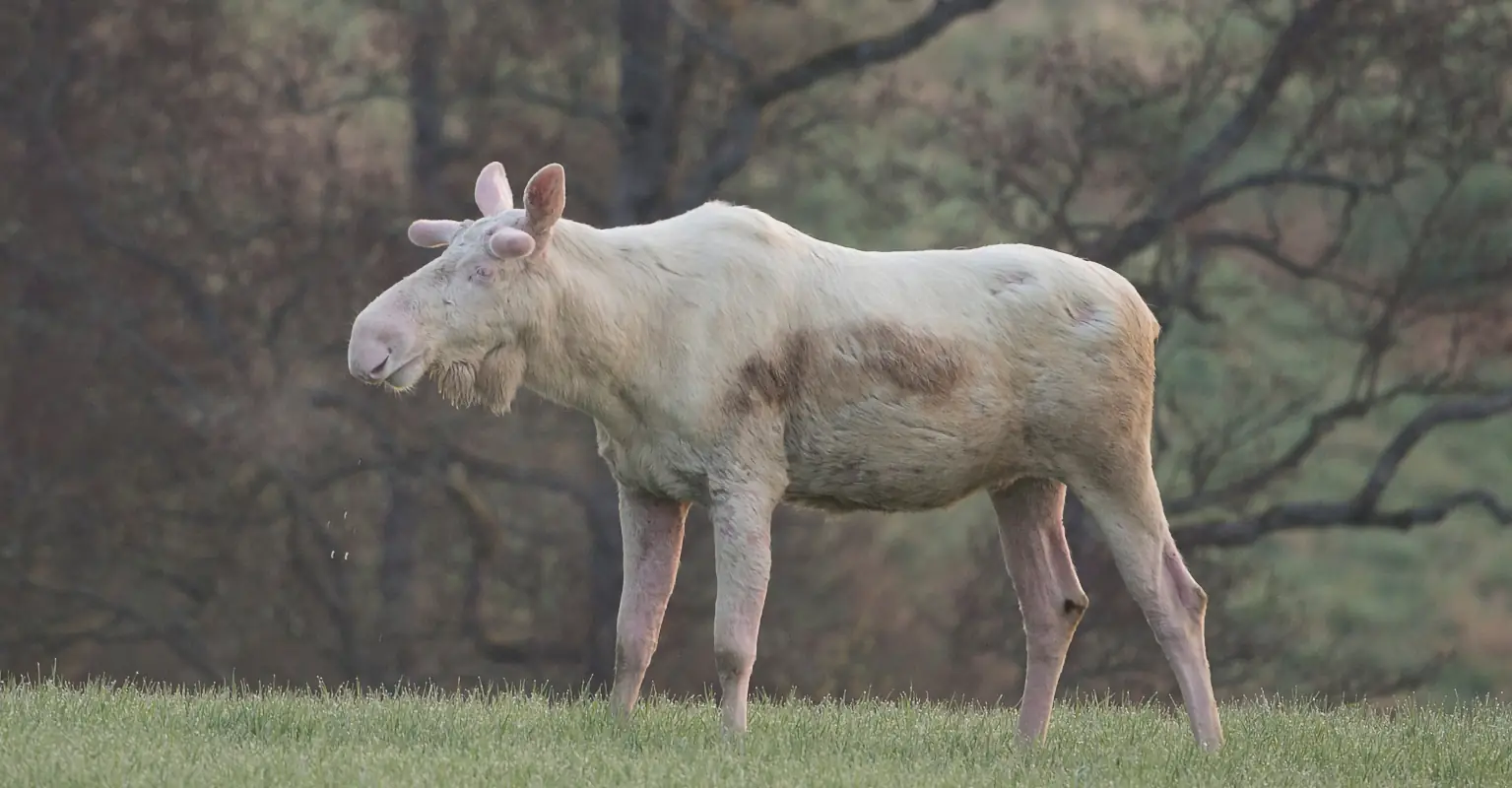 Canadians outraged over killing of rare 'spirit' white moose