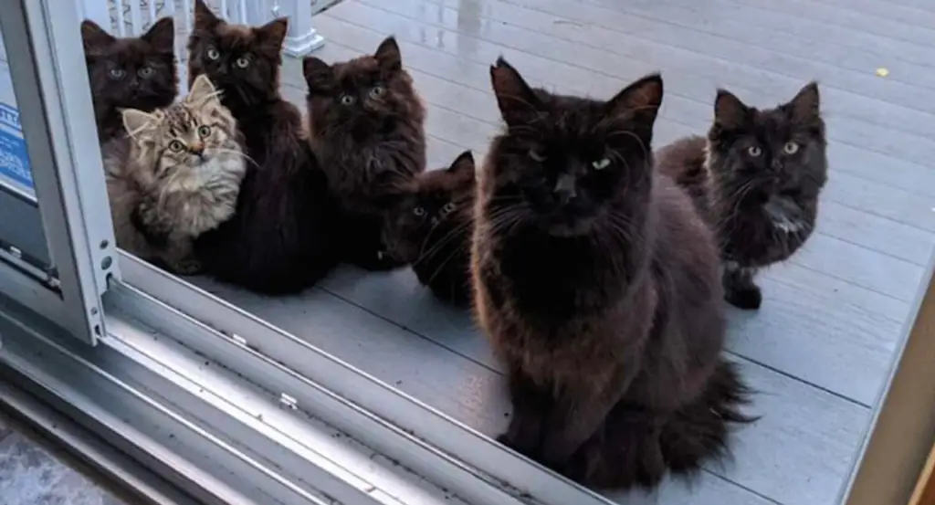 A cat and her babies.