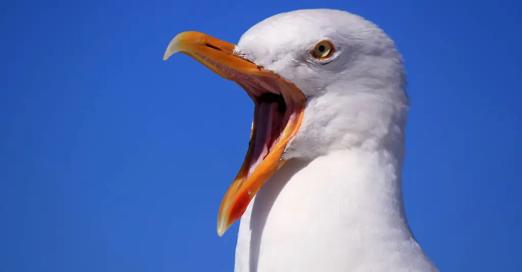 An image of a seagull. 