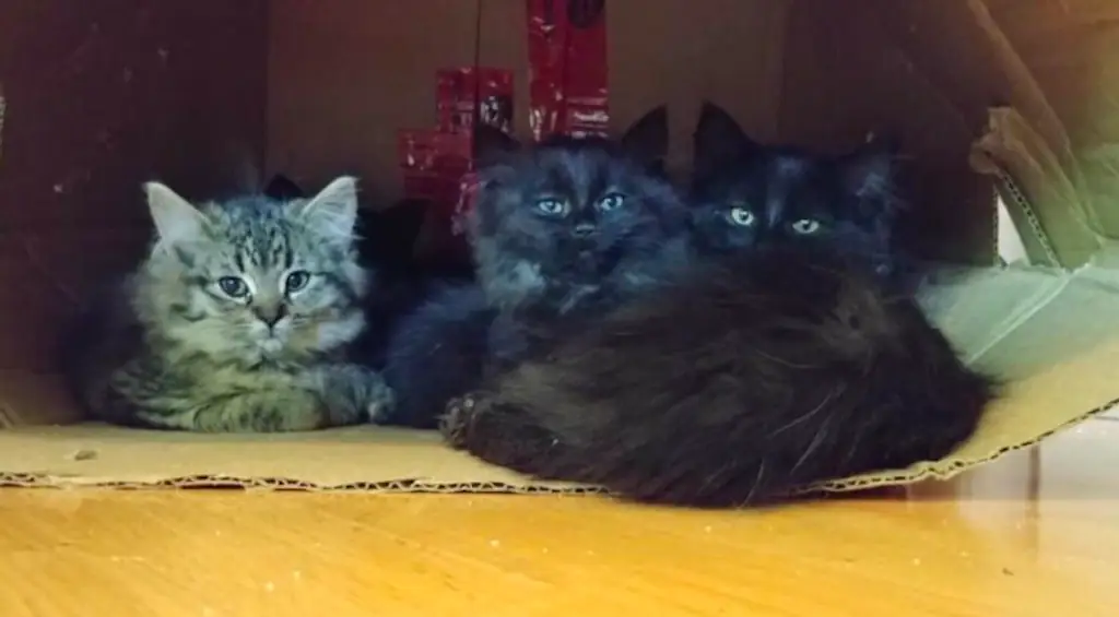 Stray kittens.