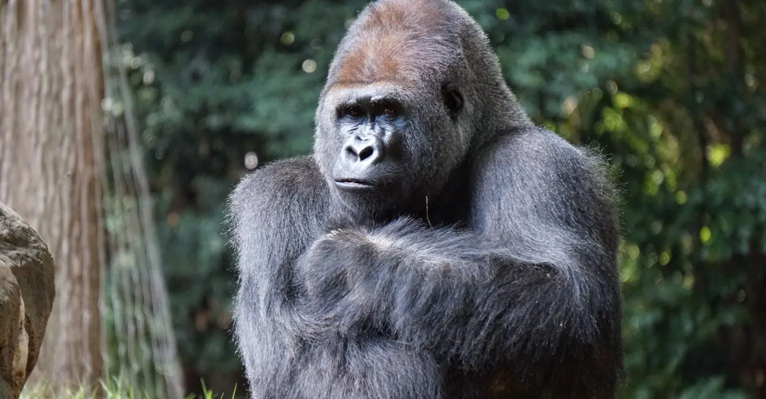 Gorilla tries to help injured bird after it fell in its enclosure