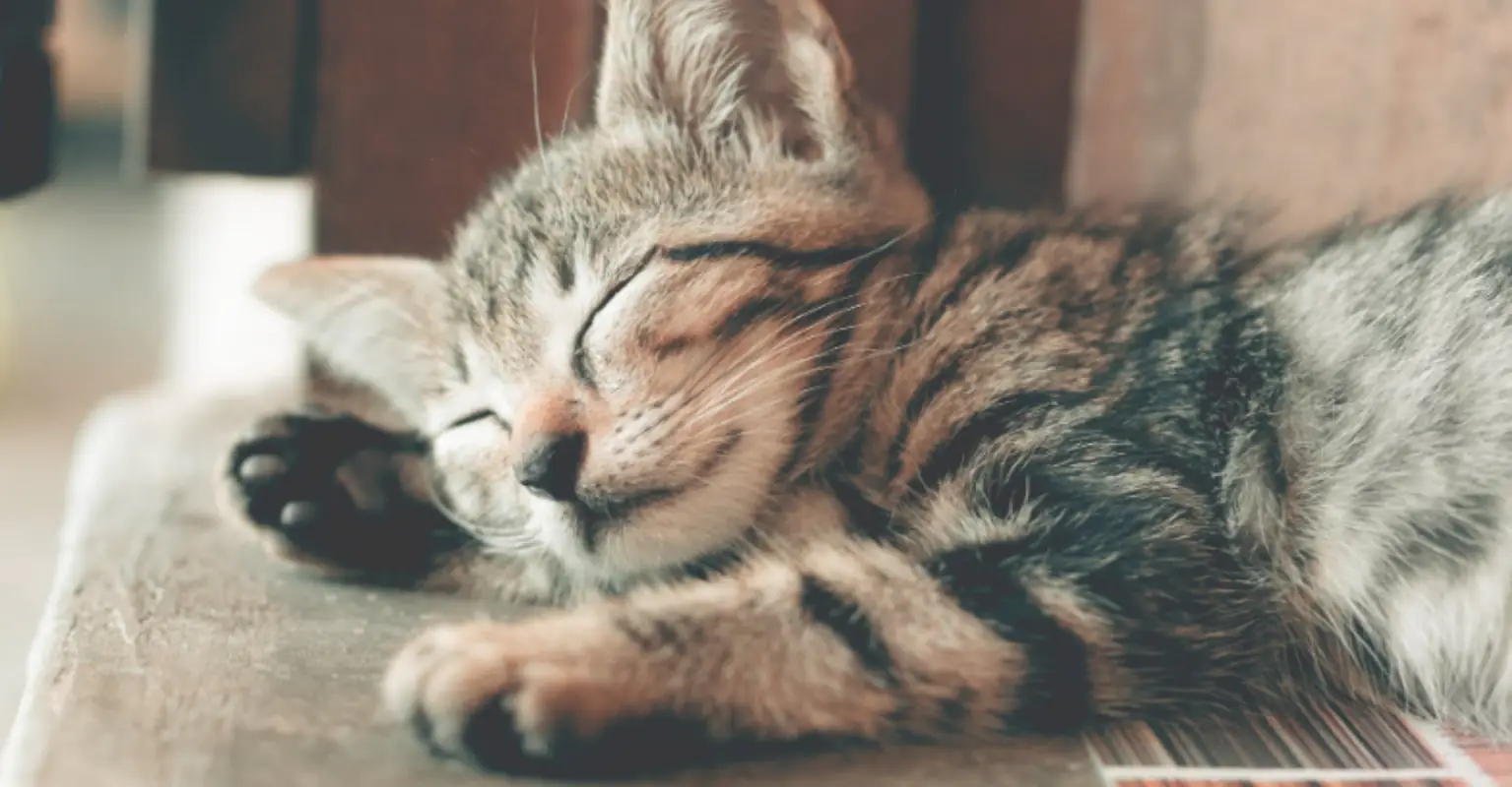 Stray cat brings her babies to meet woman who helped her