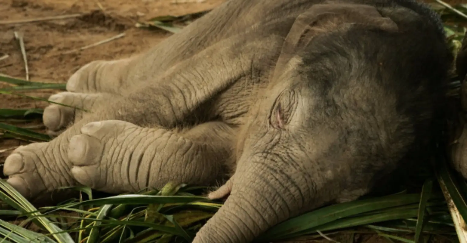 Baby elephant hit by motorcycle survives after receiving CPR
