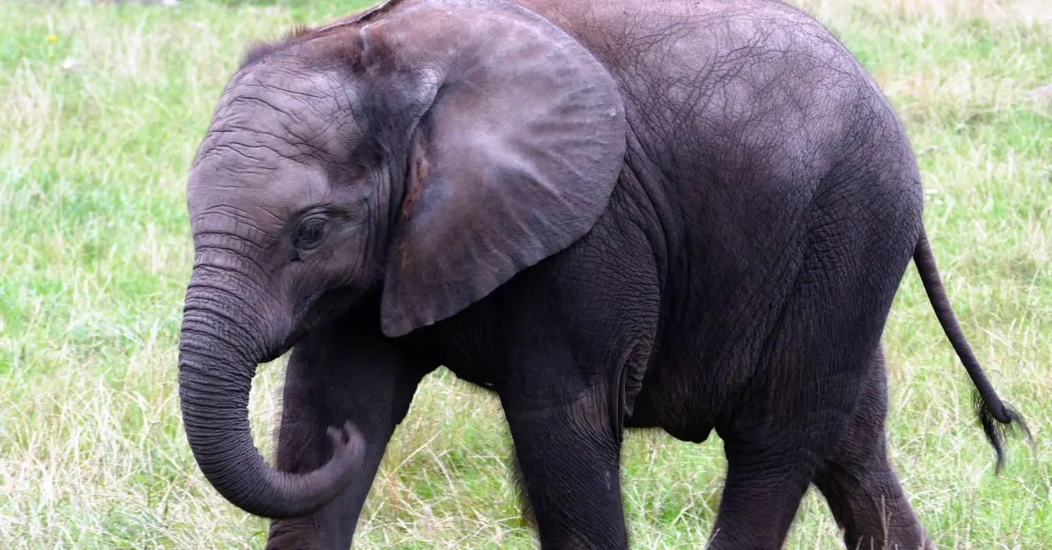 Heartwarming video shows the moment the 'world's loneliest elephant' makes his first friend in years