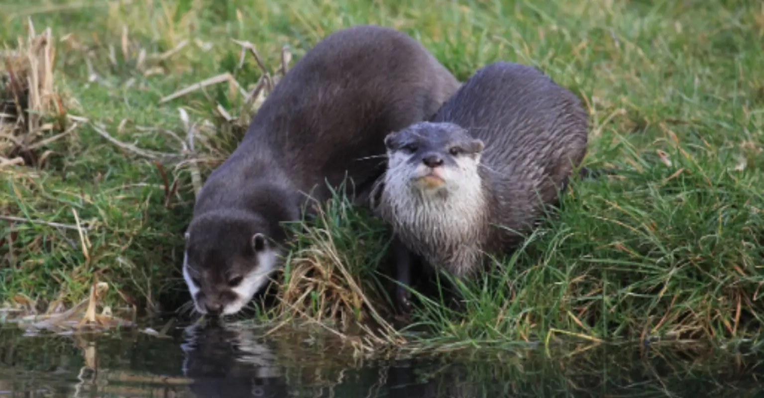 Two lonely otters who fell in love online after losing their partners have moved in together