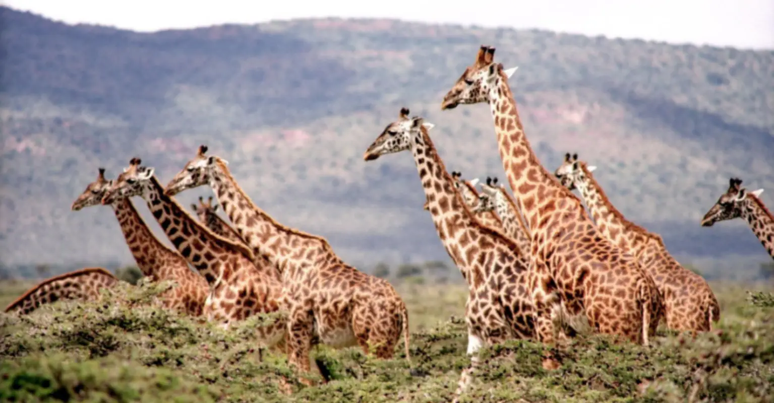 Endangered giraffes are being transported to safety from shrinking flooded island