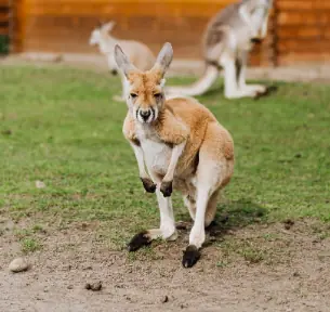 A kangaroo.