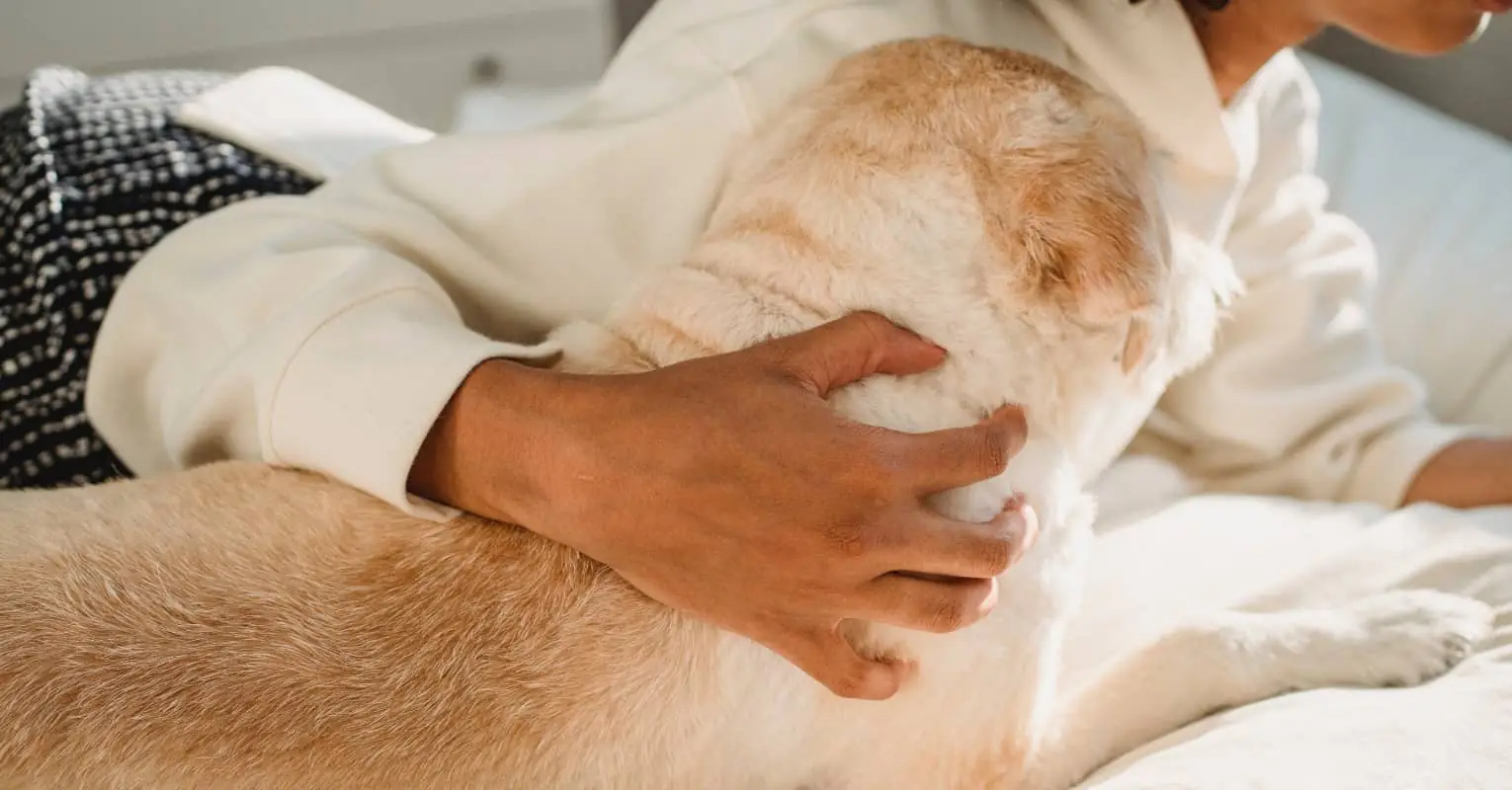 Golden retrievers rescued from dog meat trade meet new owners for the first time