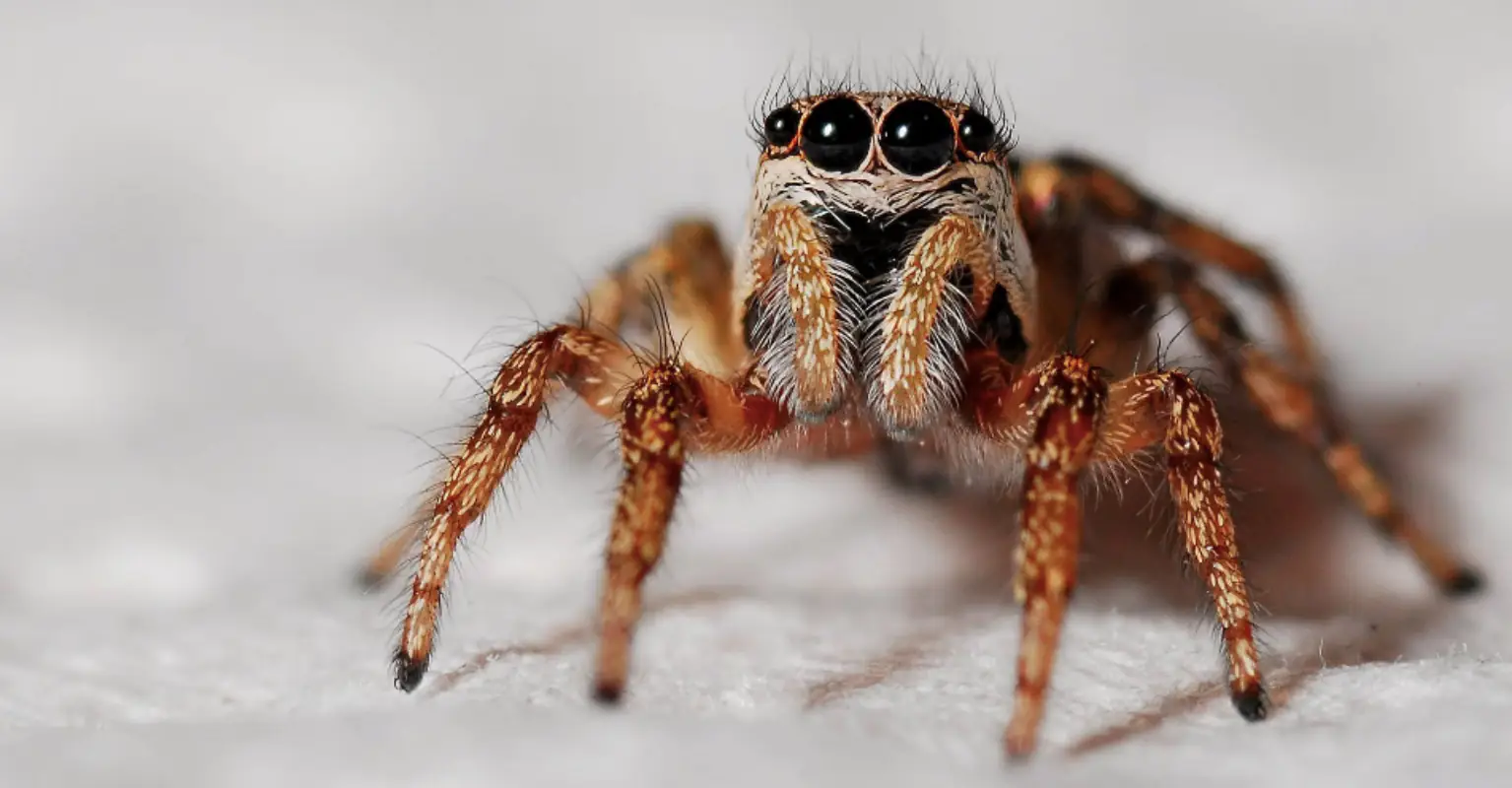 Woman refuses to drive for a week after finding huge spider hiding in her door handle