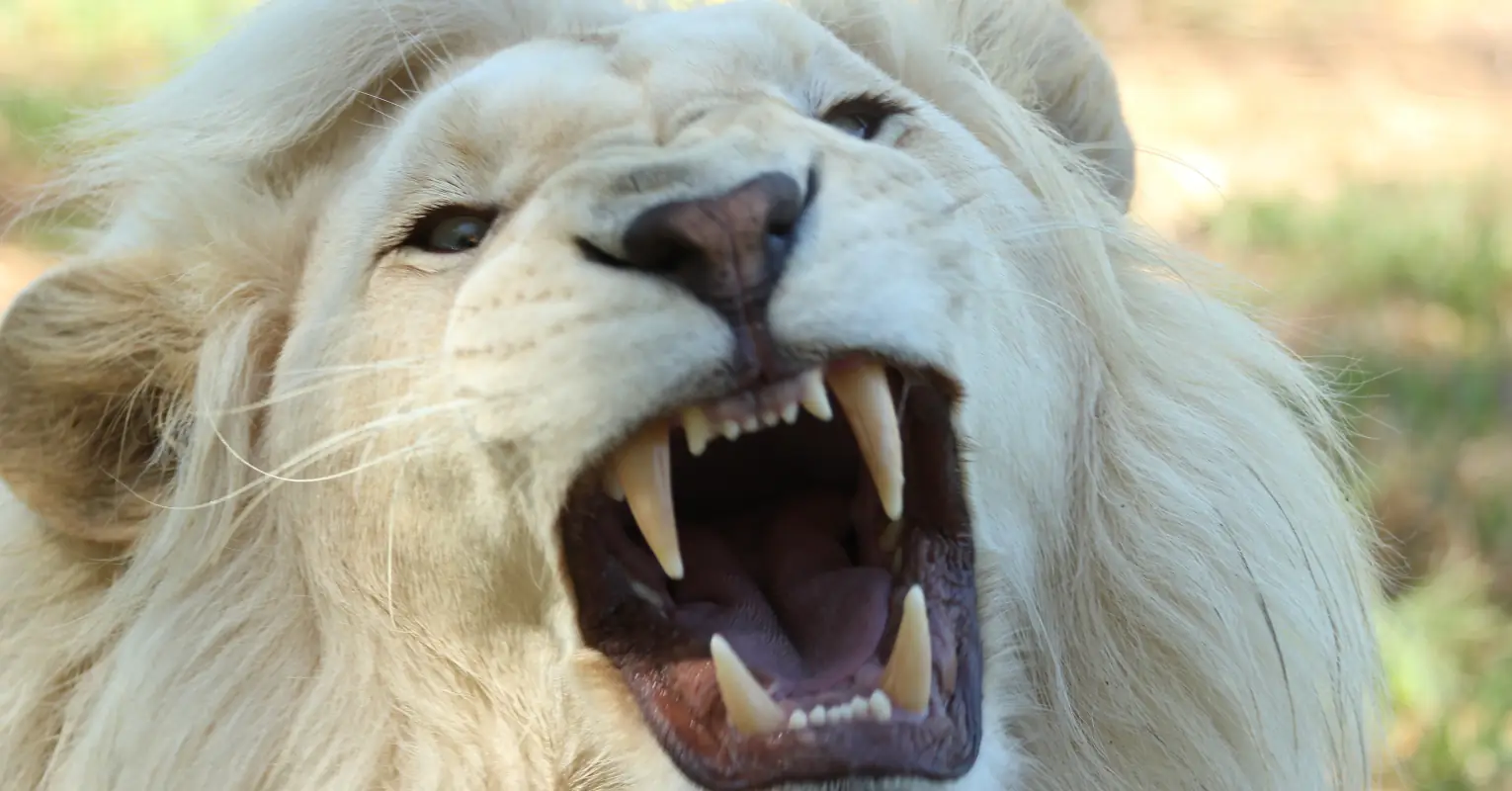 Extremely rare white lion cubs born at zoo in China