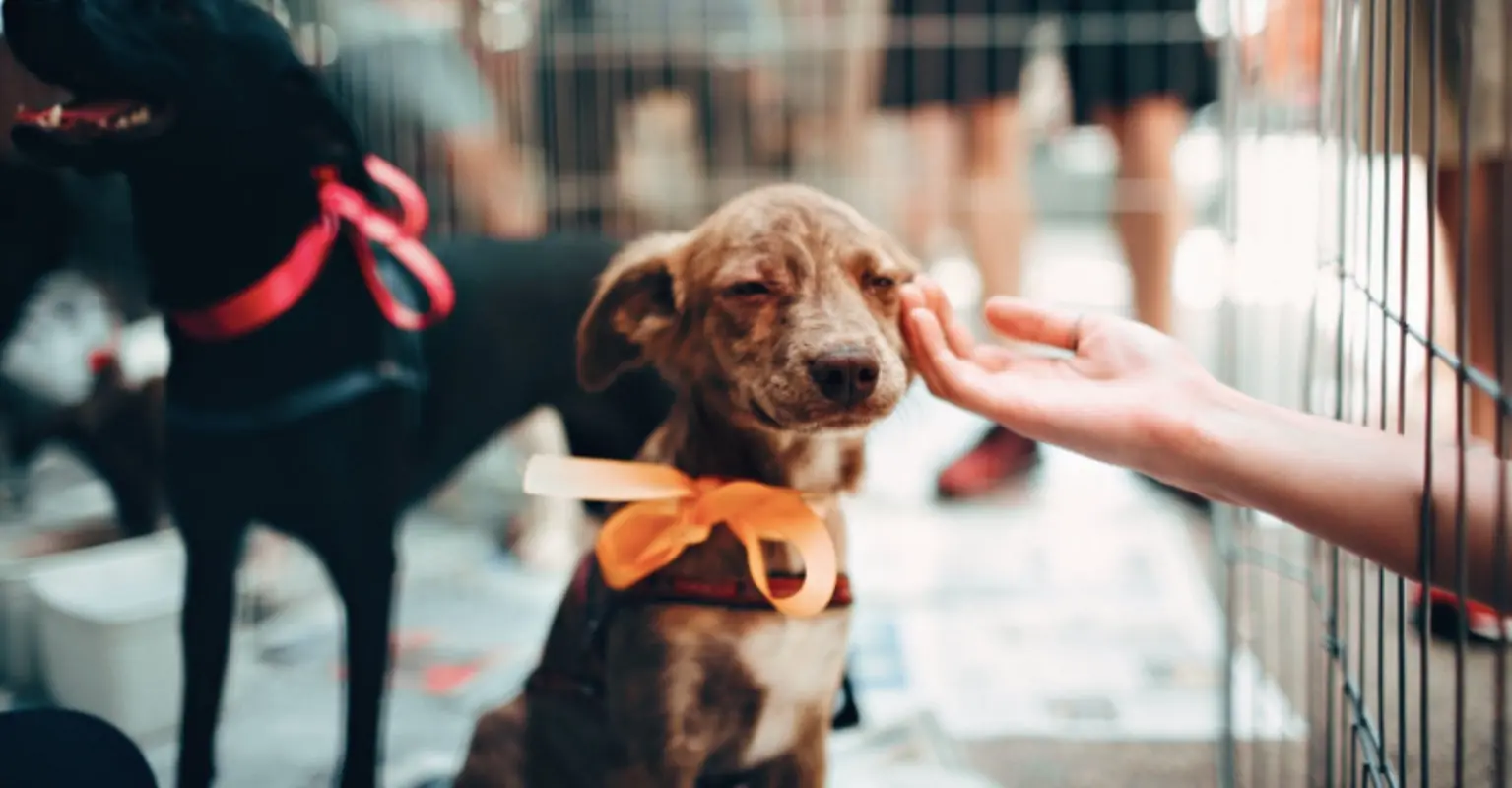 Homeless man rescues all the animals at shelter after it catches fire