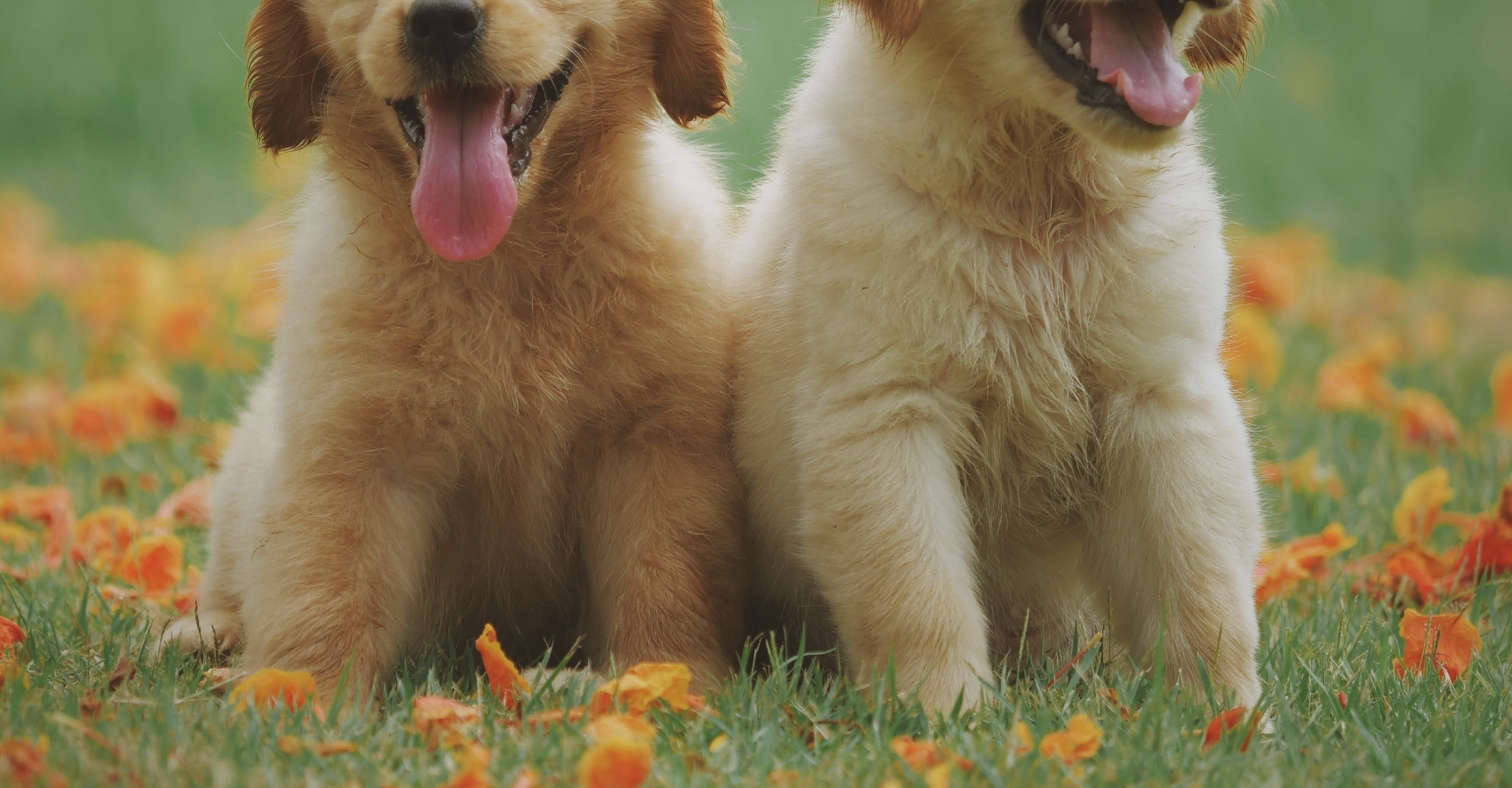 Two dogs.