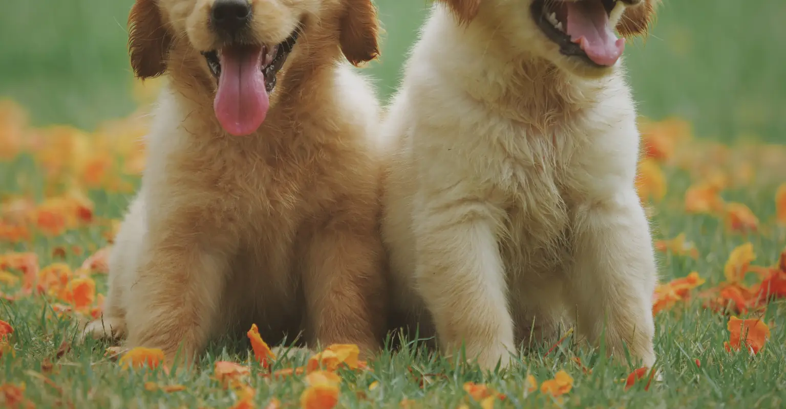 Dog runs towards stranger's puppy in park, owners quickly discover they're actually siblings