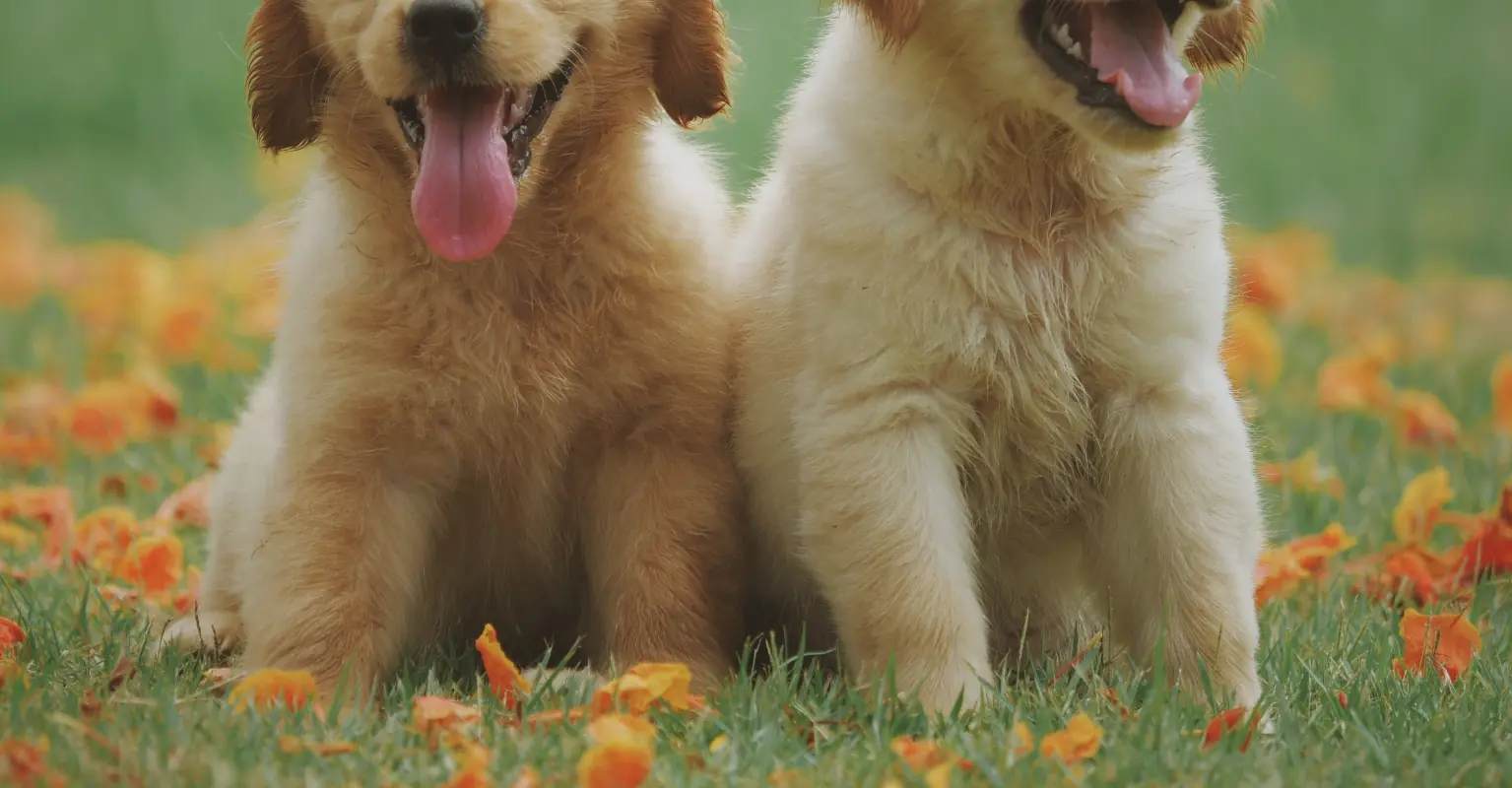 Dog runs towards stranger's puppy in park, owners quickly discover they're actually siblings