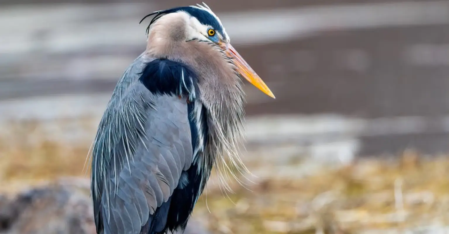 Woman captures huge bird eating an alligator whole