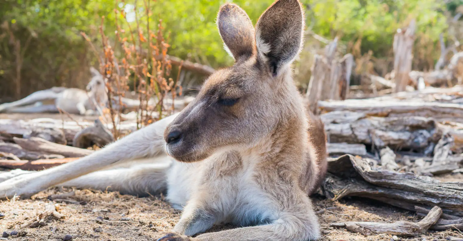 Dad floored by kicking and punching kangaroo as he tried to defend children