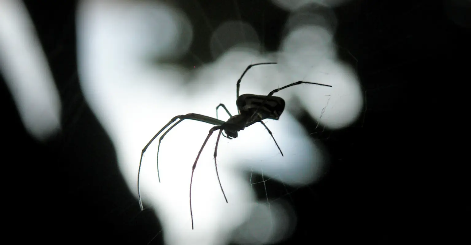 Horrified mom finds huge spider and egg sac inside Christmas gingerbread house