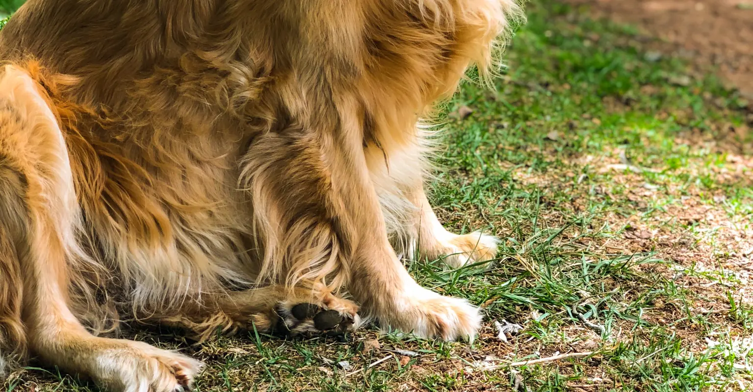 20 golden retrievers destined to be slaughtered for meat in China are saved and adopted