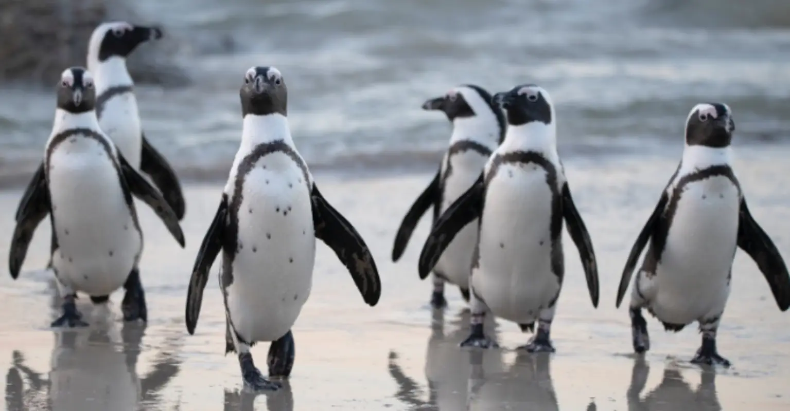 Two widowed penguins enjoying Melbourne skyline wins 2020 photography award