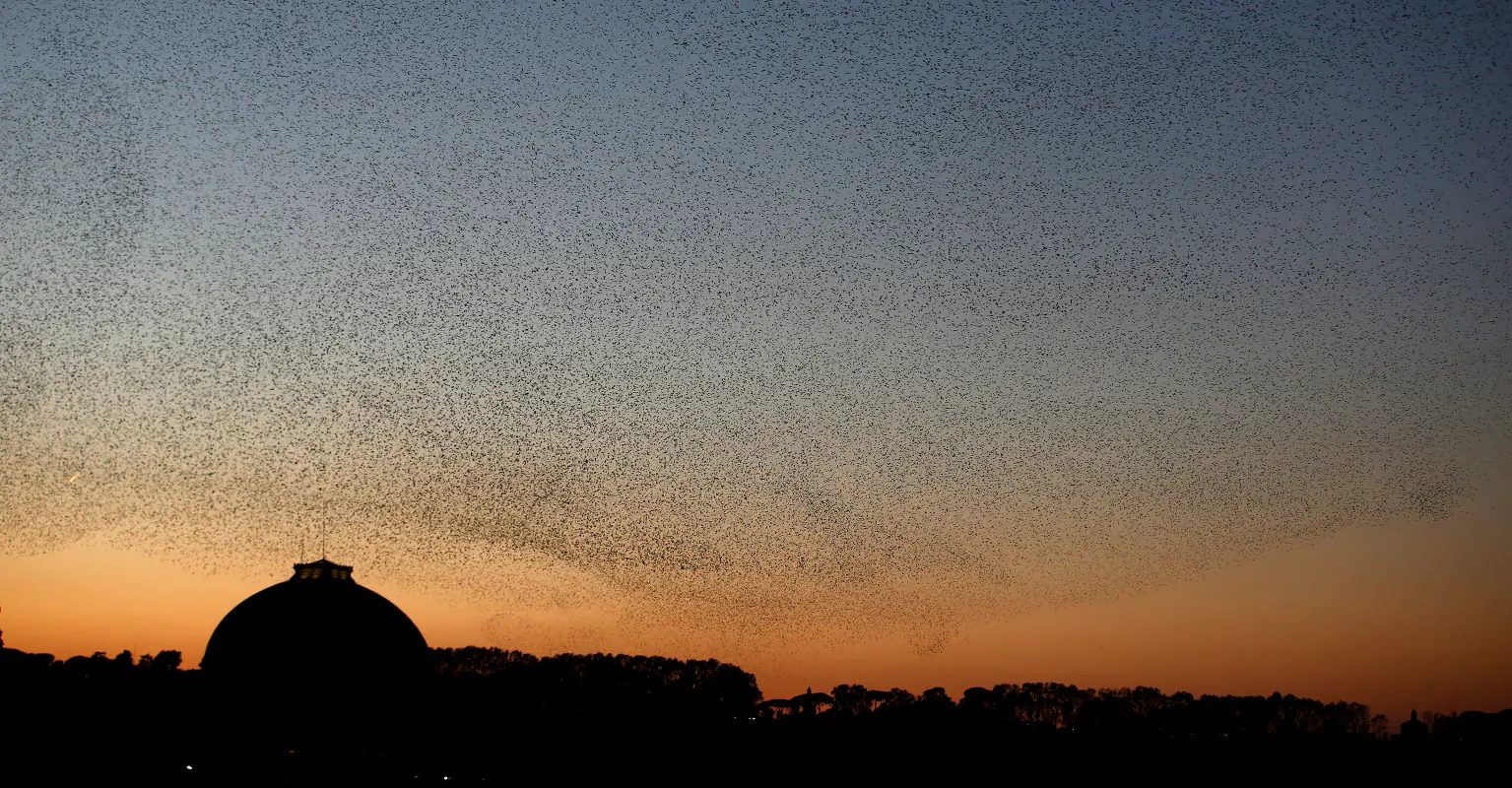 Hundreds of roosting birds die after New Year's Eve celebrations