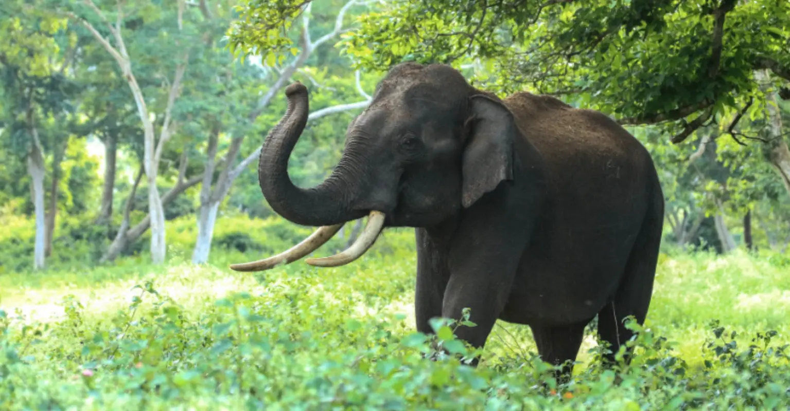 Gym owner sparks fury after doing pull-ups on elephant's tusks