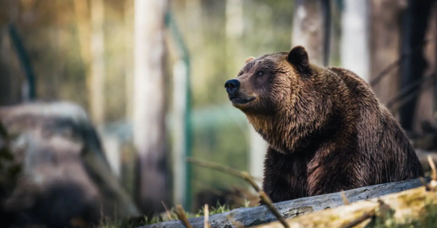 Bear chases skier down mountain in terrifying video footage