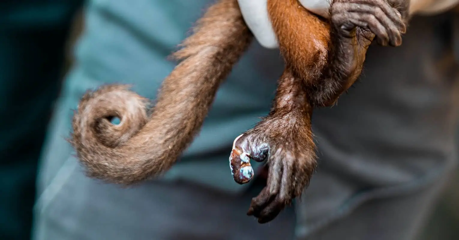 'Monkey Tail' beard has become the go-to facial hair trend for 2021