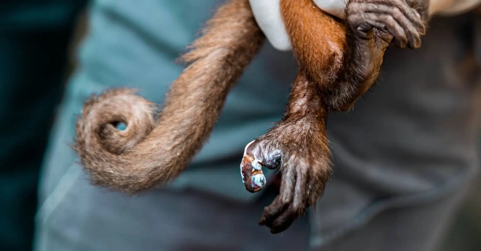 'Monkey Tail' beard has become the go-to facial hair trend for 2021