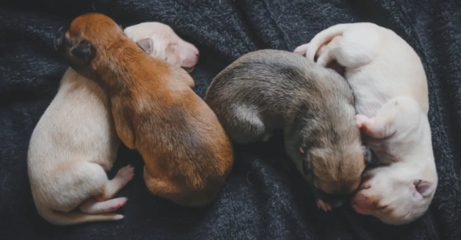 Families that bought puppies in lockdown are already trying to rehome them, charities say