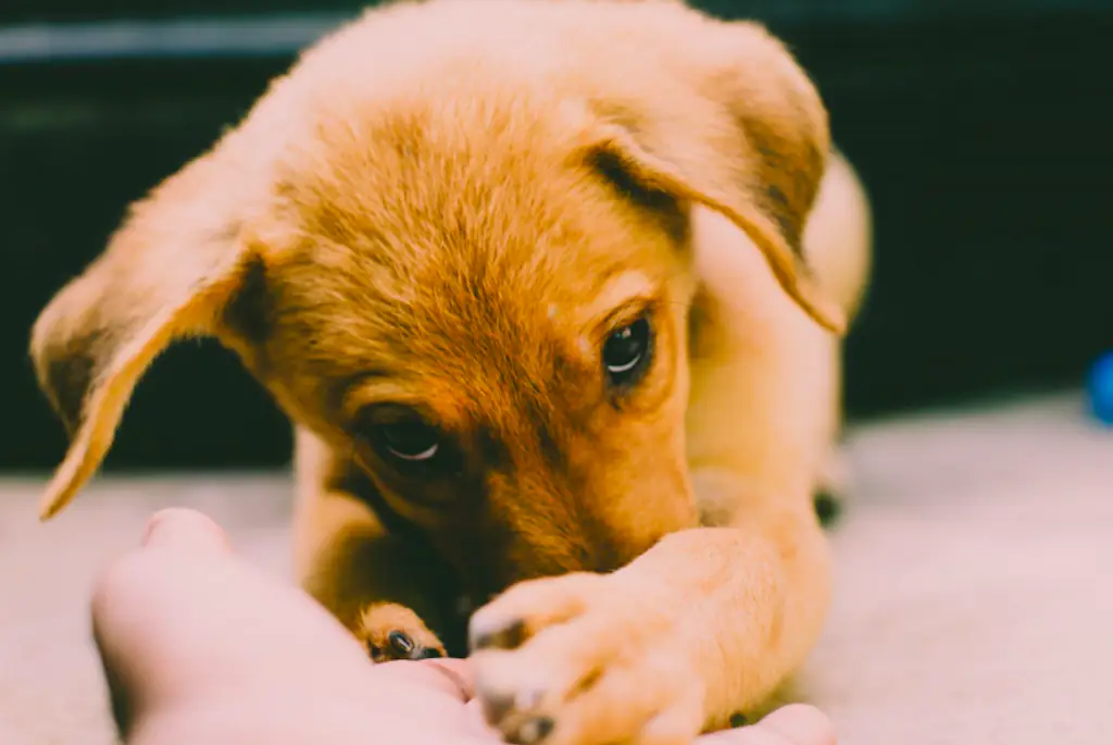 A puppy.