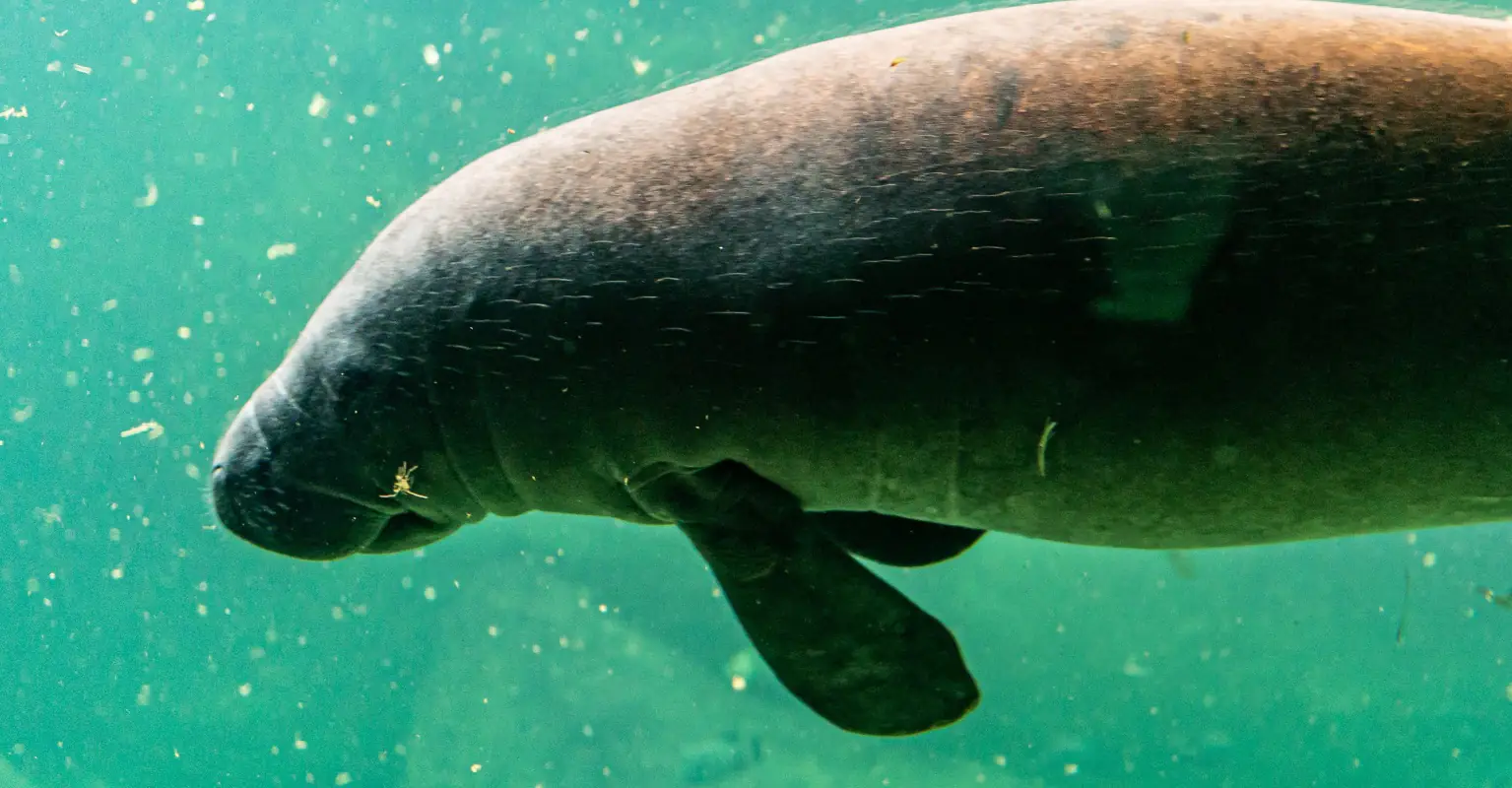 Wildlife officials investigating after manatee found with 'TRUMP' written on its back