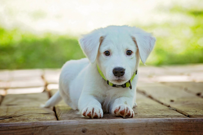 A puppy.