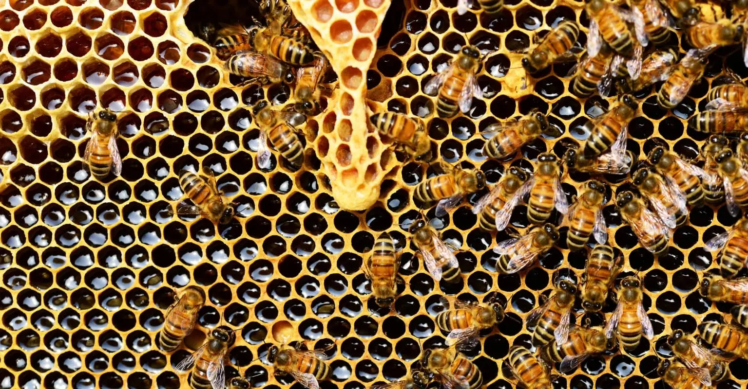 Guy transports entire bee colony on his arm by holding queen bee in his fist