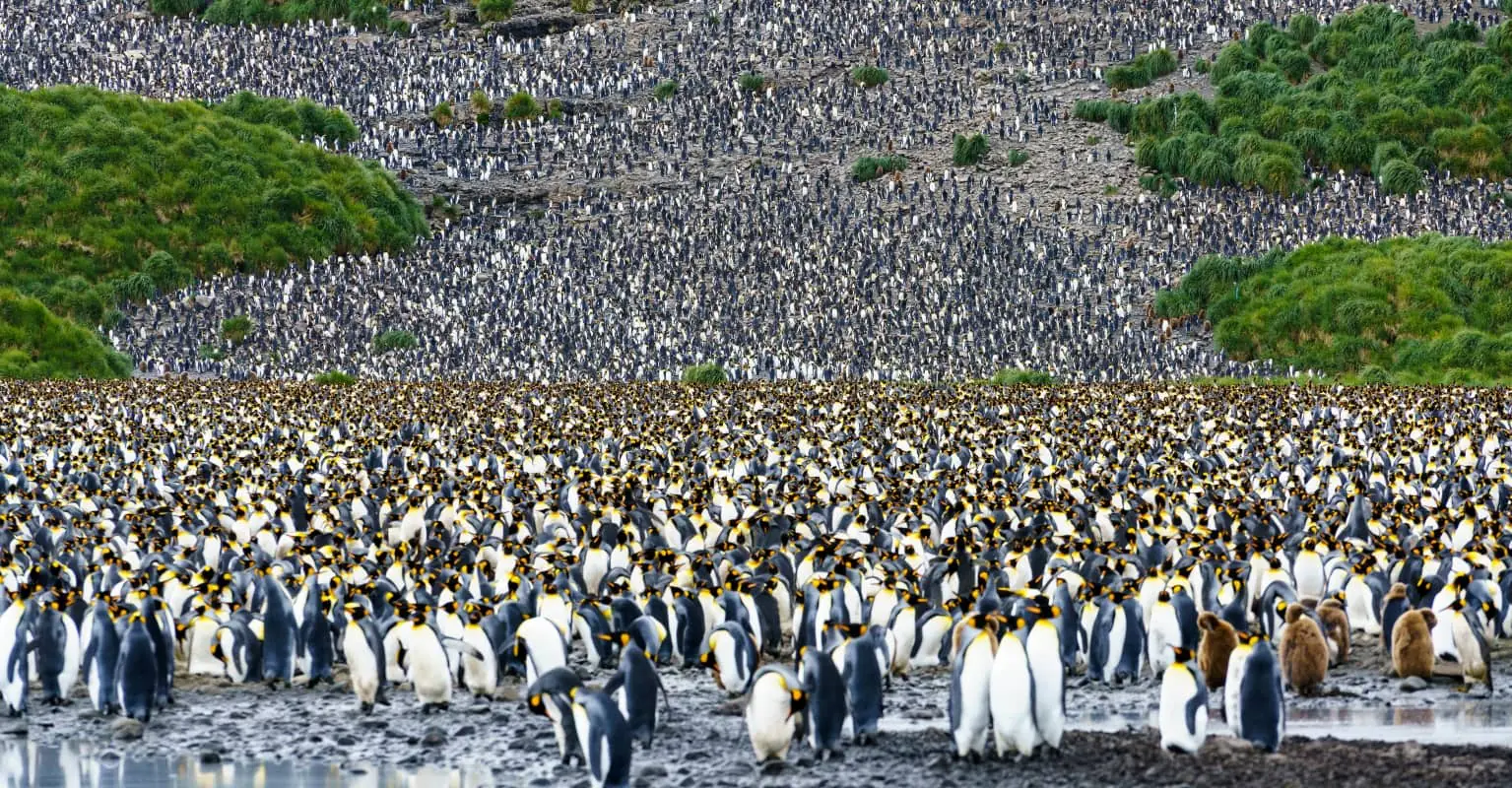 Wildlife photographer captures 'never before seen' yellow penguin