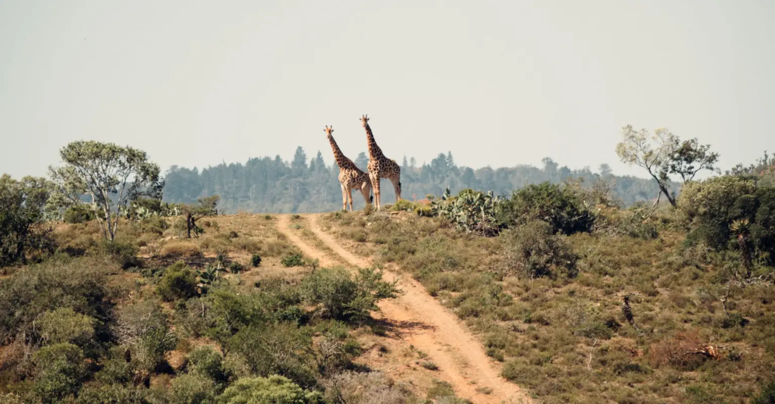 Woman defends hunting after posing with 'Valentine's Day gift' - a giraffe her husband paid for her to shoot