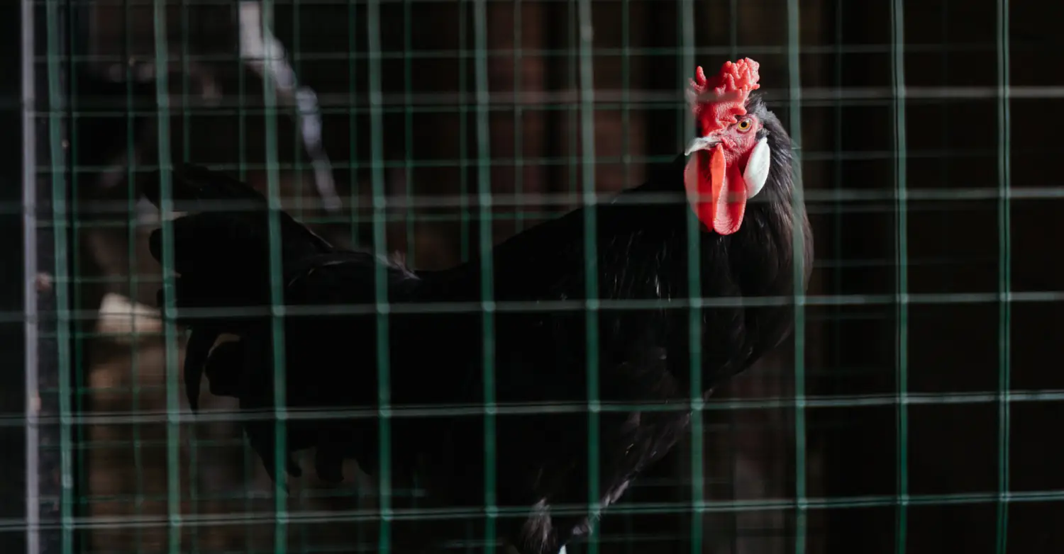 Man killed by his own knife-wielding bird at illegal cock fight