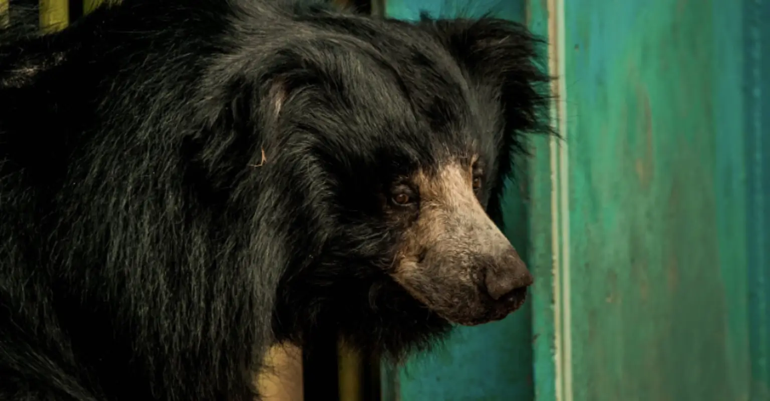 Conservation officer fired for refusing to kill two bear cubs is suing to get job back