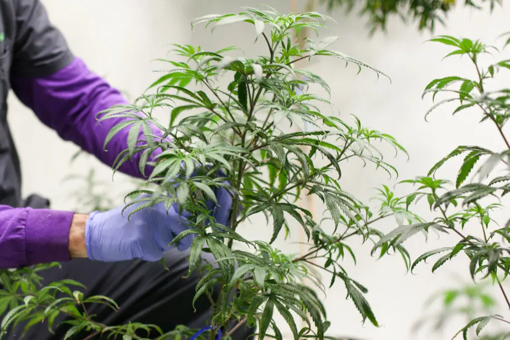 size-large wp-image-1263100302