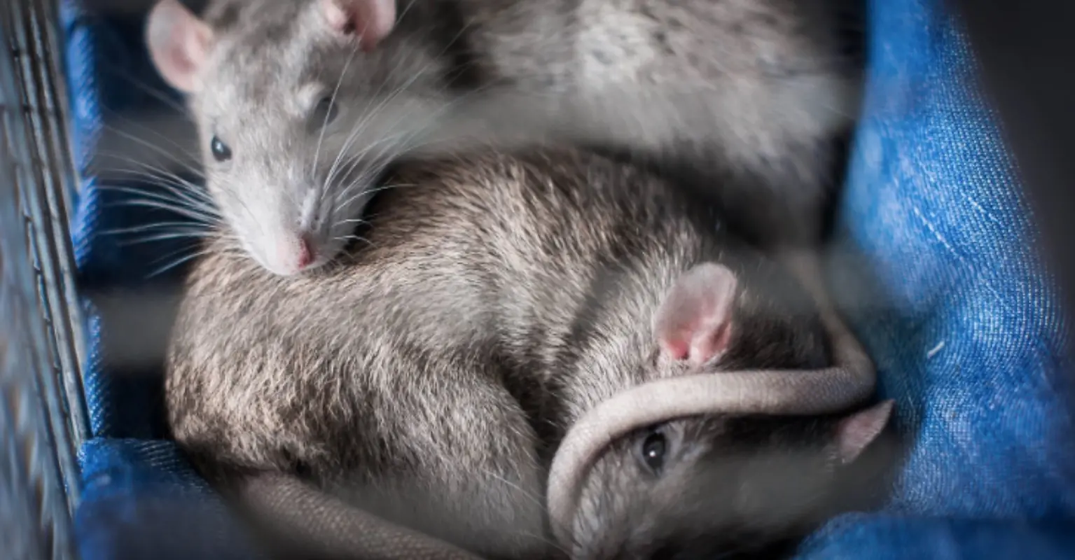 How rats licked my tears away and helped save my mental health during lockdown